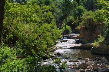 Tranquil stream flowing through lush greenery in a serene forest setting on a sunny day