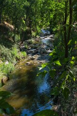 Serene river flowing through lush greenery in a calm woodland during a sunny afternoon