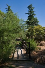 Wooden bridge surrounded by greenery on a sunny day in a tranquil outdoor setting