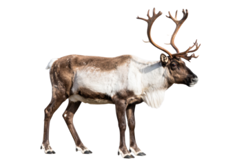 Standing Reindeer with Natural Fur and Full Antlers, isolated on transparent background