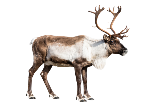 Standing Reindeer with Natural Fur and Full Antlers, isolated on transparent background