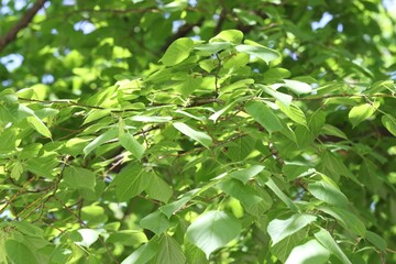 Beautiful tree crown with green leaves as background, closeup