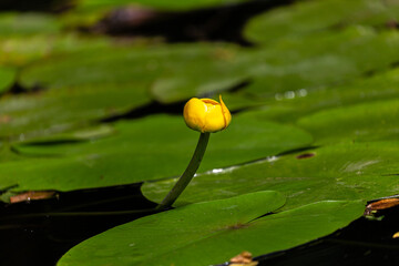 Petal of blooming water lily and leaves in Veleka river