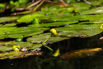Petal of blooming water lily and leaves in Veleka river