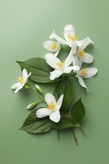 Beautiful jasmine flowers and leaves on green background, flat lay