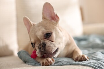 Adorable French bulldog dog with pet toy on sofa indoors, closeup