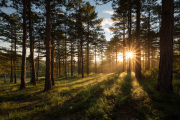 serene summer dawn breaks through dense forest trees casting warm golden light