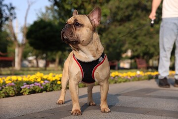 Man with his cute French bulldog in park, closeup