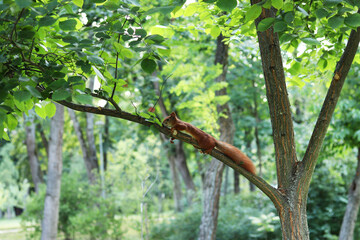 Squirrel resting on a tree branch. Small fluffy squirrel lying on a branch. Nature. Fluffy rodent. Wild animal. Squirrel in the park on a tree