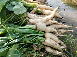Close up shoot of white radish growing on field.