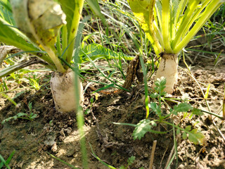 Close up shoot of white radish growing on field.