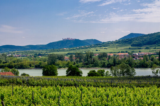 Wachau Valley united with Danube River, vineyards, medieval castles, and charming villages. Scenic hills and ancient architecture blend, creating a timeless UNESCO landscape in Lower Austria