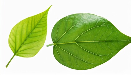 leaves isolated transparency background