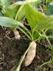 Close up shoot of white radish growing on field.