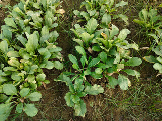 Close up shoot of white radish growing on field.