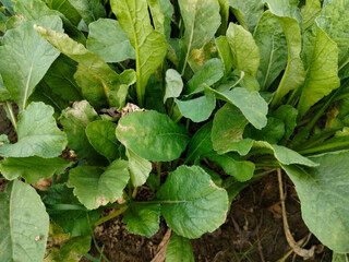 Close up shoot of white radish growing on field.