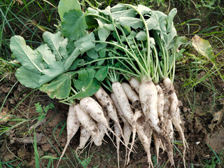 Close up shoot of white radish growing on field.