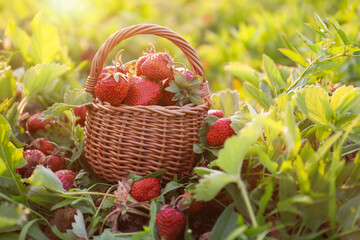 Fresh red strawberries in wicker basket outdoors