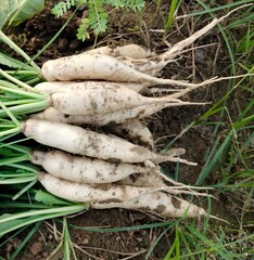 Close up shoot of white radish growing on field.