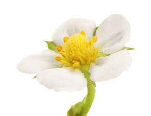 One beautiful strawberry flower isolated on white