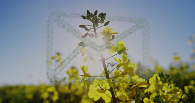 Fototapeta Glowing flower stalk showcasing yellow blossoms and buds in field, with dew droplets and lens flare