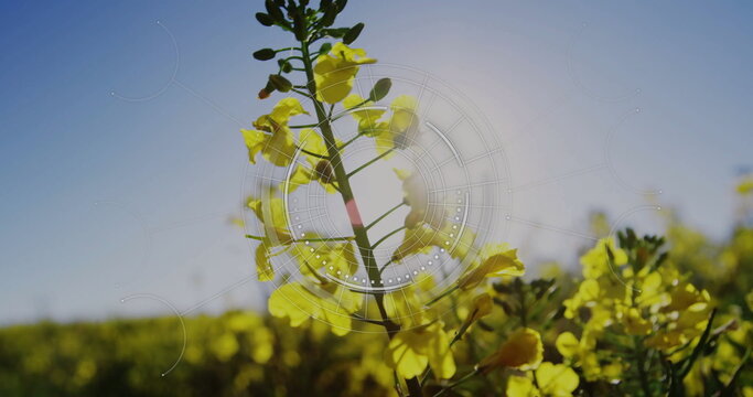 Fototapeta Showing green stem highlighting yellow flowers in crop field, with circular translucent overlay