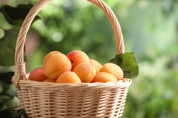 Fresh ripe apricots in wicker basket outdoors, closeup. Space for text