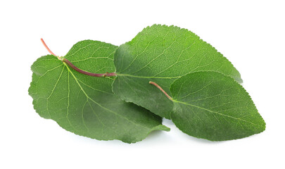 Two green apricot leaves isolated on white