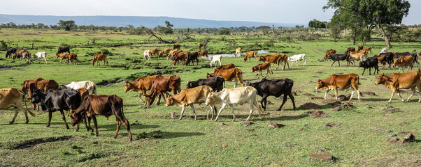shepherd with his grazing cows in Masai Mara