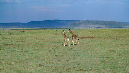  zebra in Masai Mara National Park.
