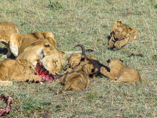 lions in Masai Mara National Park