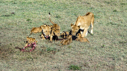 lions in Masai Mara National Park