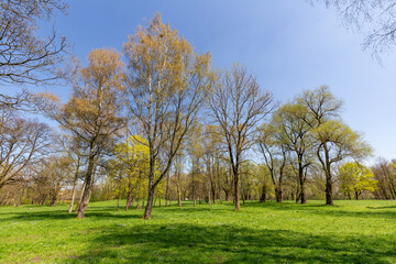 sccenic nature in Munich english garden and blooming trees