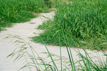Close-up of Hordeum murinum in a city park, with paths leading through vibrant greenery, embodying...