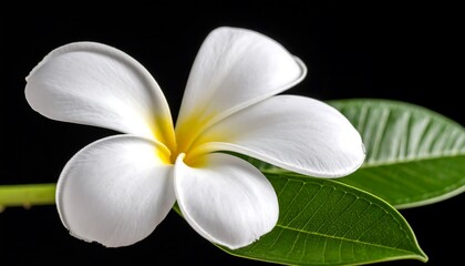 Isolated tropical plumeria blossom with gentle yellow heart on a dark backdrop