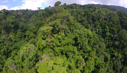 Lush green canopy in a tropical rainforest offering a vibrant view of natural abundance