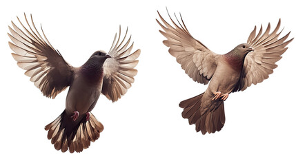Fototapeta premium Two graceful birds in mid flight with wings spread soaring through the air nature scene isolated on white background