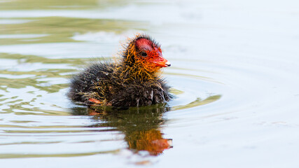 duck in the water