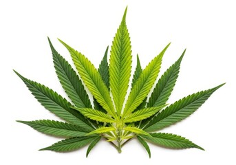 Fresh Cannabis Leaves Arrangement - Botanical illustration of cannabis leaves, symbolizing nature, health, growth, potential, and medicine. A vibrant and detailed perfect for
