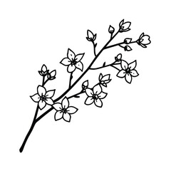 branch of cherry tree