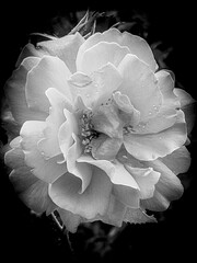 Rose in der Mitte schwarz weiß monochrom mit Platz für Text