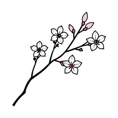 delicate pink blossom branch spring floral
