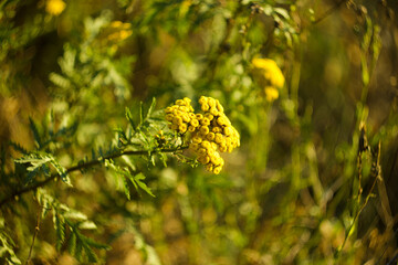 tansy on green grass background, bokeh. Nature photography