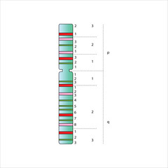 Chromosome Banding Pattern