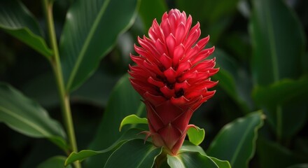 Vibrant Red Ginger Flower in Lush Green Tropical Foliage