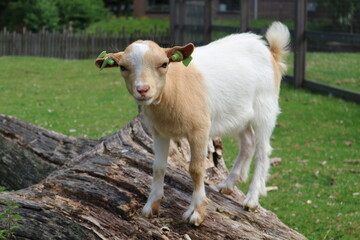 goat on the farm