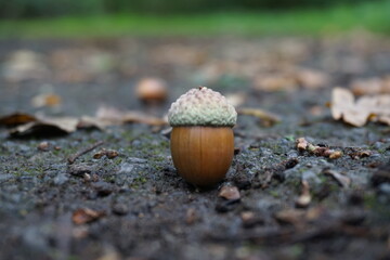 A single brown acorn.