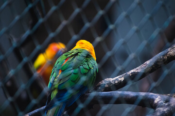 A vibrant Sun Conure parrot perches on a branch, viewed from behind, within a wire cage in an...