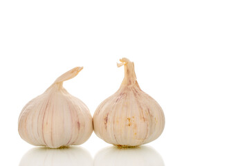 Garlic heads isolated on white background, close-up.