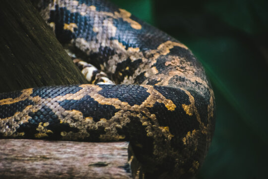 Close-up of a python's textured scales, coiled around weathered wood.  Dark, moody composition, India.